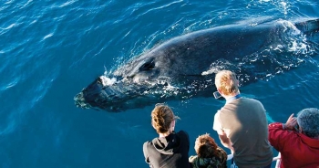 Whale Watching
