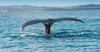 Whale Facts